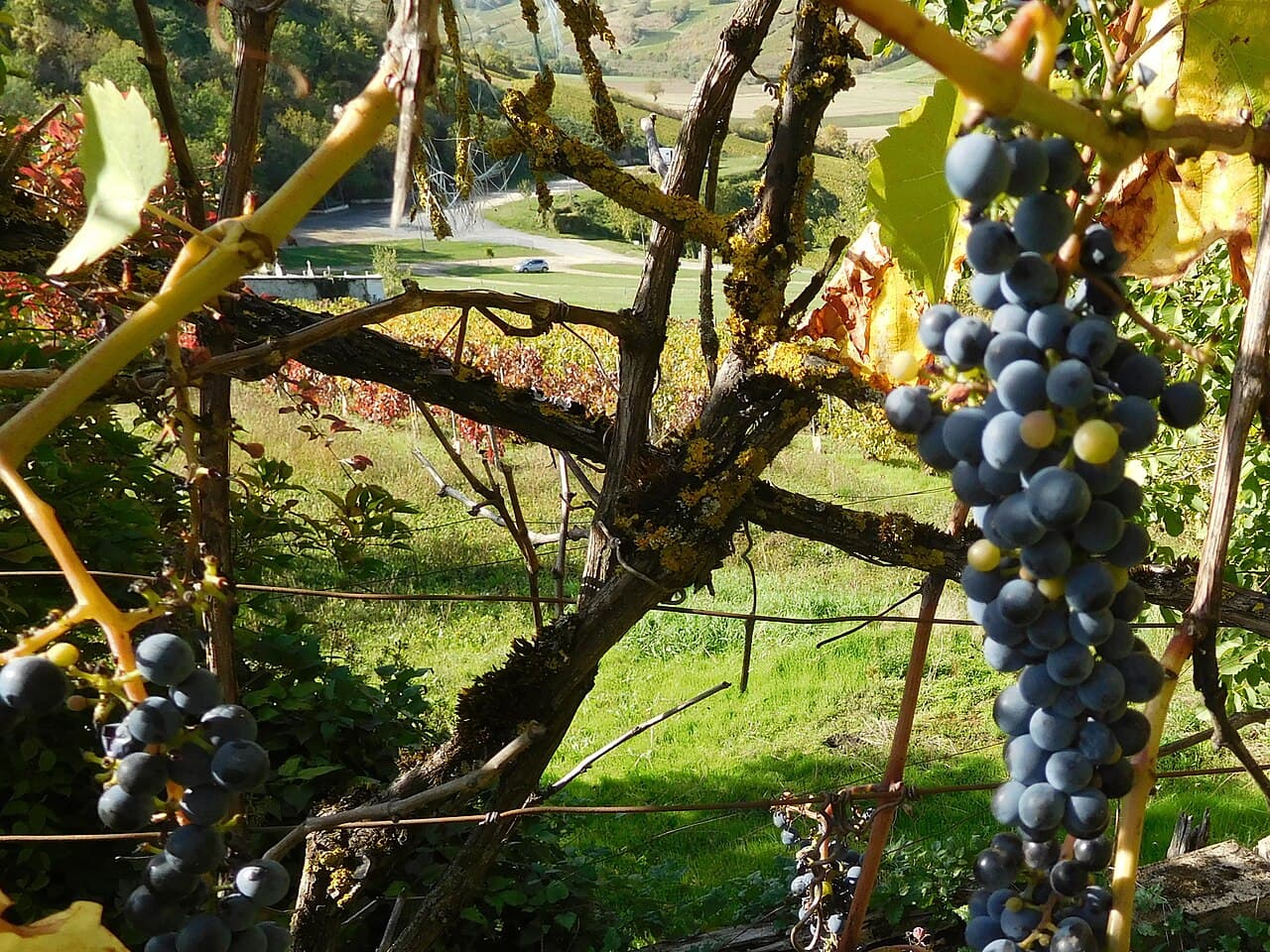 Vigne du vignoble du Centre-Loire